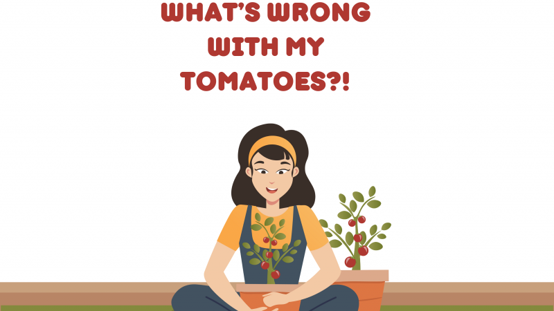 What's wrong with my tomatoes event advertisement